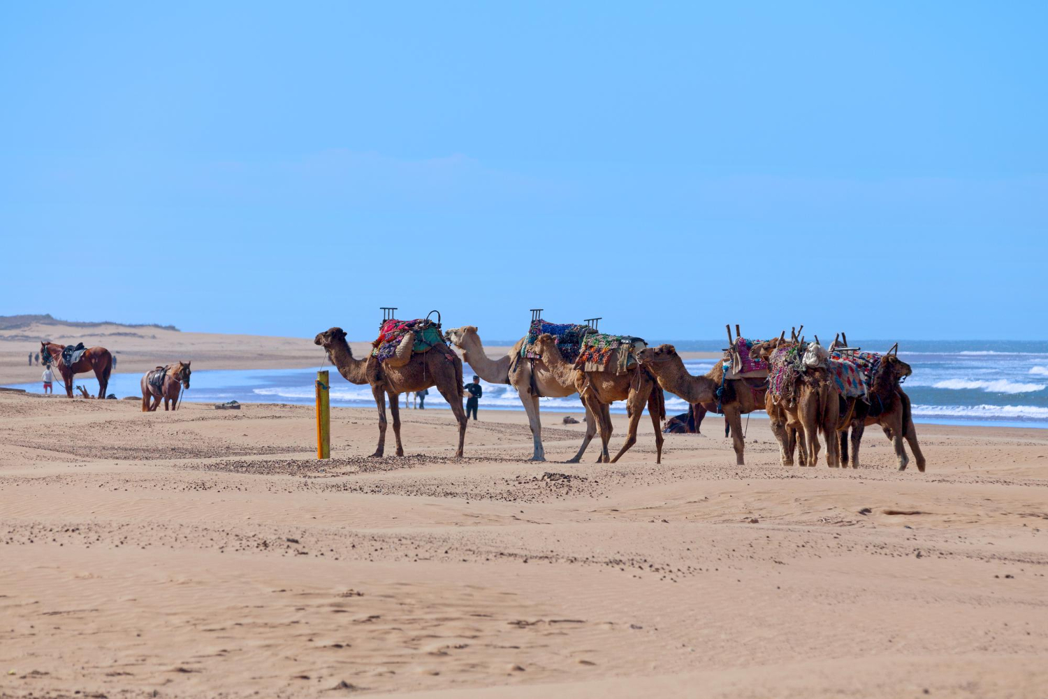Moroccan Animal Festivals